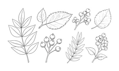 Hand drawn botanical of leaves and berries in style leaf berry branch nature © Musfiqur