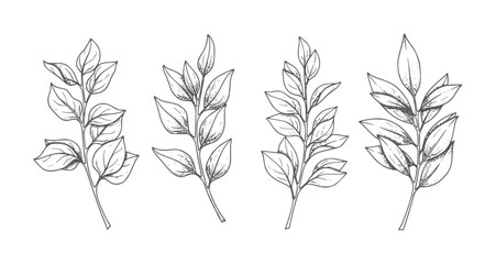Four hand drawn botanical branches with leaves in style leaf © Musfiqur