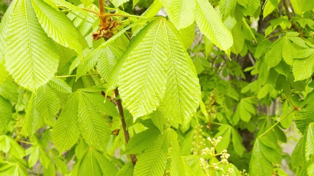 Bright green horse chestnut leaves covered in light raindrops spread across a branch. The young, fresh foliage sparks a joyful and invigorating feeling of new life in a damp spring garden.