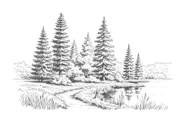 Obraz premium Hand drawn of evergreen trees lining a calm lake with a winding path forest