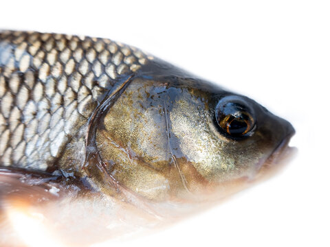 Head portrait of Nerfling, orfe, ide (Leuciscus idus) from Pasha river, tributary of Svir river, Ladoga Lake, isolated on a white background