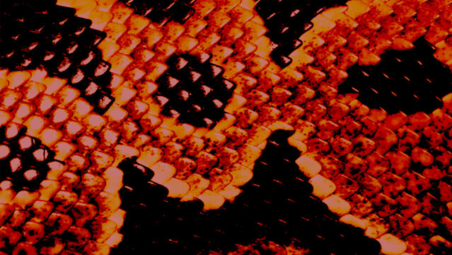 Close-Up Orange And Black Snakeskin Texture Pattern 