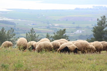 Obraz premium Flock of sheep grazing on a green hill overlooking a lake and misty mountains in the Mediterranean landscape of Adana, Turkey.