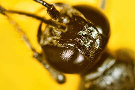 Faceted eyes, ocelli, oculus of a hymenopteran insect. Head on a white background