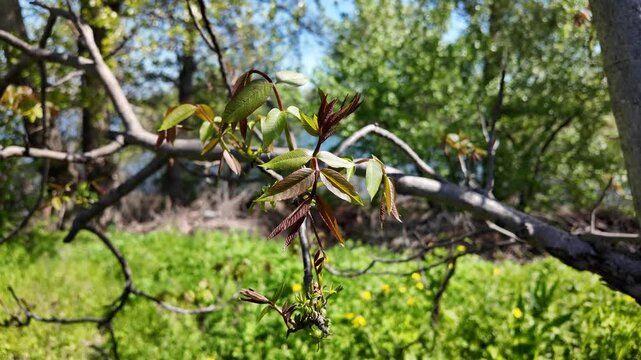 High quality slow motion video of a sunny spring dirt path along a fence and a close-up of a blooming walnut tree branch with fresh young green leaves and catkins against a bright blue sky.