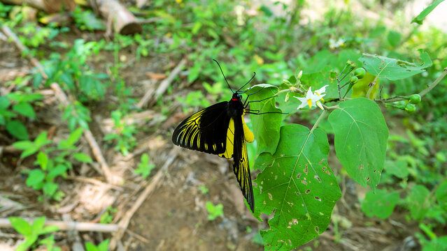 Golden bird's-wing (Ornithoptera, Troides aeacus). Famous golden butterfly catches eye with contrast of yellow and black, enhancing color. Mountainous rainforest on Borneo island, Malaysia. January