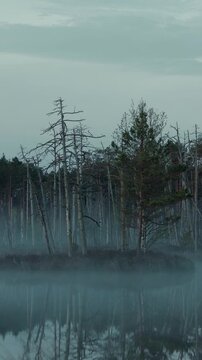 morning in the swamp
