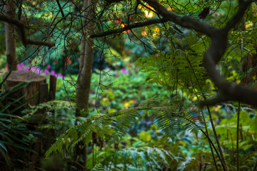 Fototapeta premium Mossy woodland floor with ferns and stump in Madeira laurel forest
