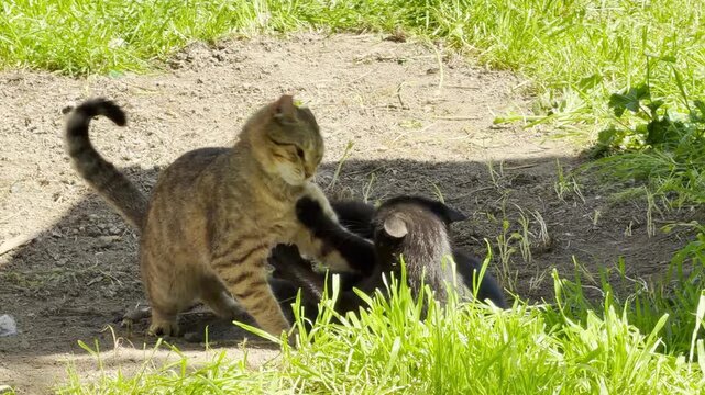 A tabby cat playfully wrestles with a black cat on the dirt ground outdoors. The sunlit yard brings a joyful and energetic feeling to their spirited afternoon game.