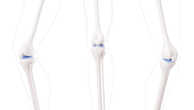 Healthy knee joint anatomy 3D models - bone structure, human leg in straight and bent positions on blue background. Medicine education icon for orthopedic study, healthcare training