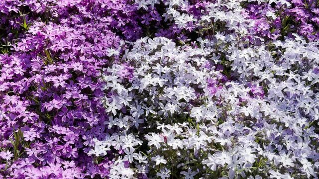 Dense patches of purple and soft white creeping phlox intertwine to blanket the garden floor. This lively sea of blossoms sparks feelings of joy, peace, and refreshing spring warmth.