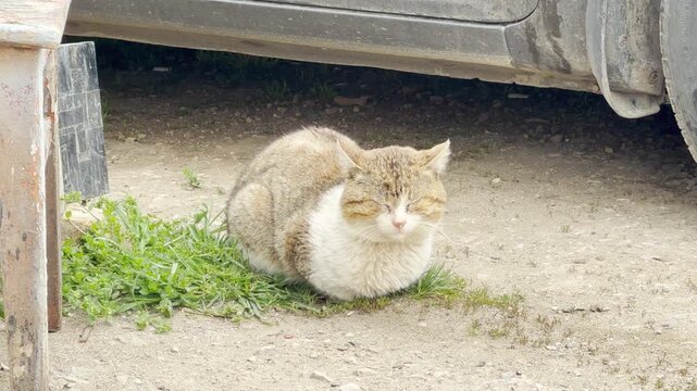 A serene tabby cat sits peacefully tucked on a patch of green grass beneath a car. The calm animal enjoys a moment of quiet relaxation in its dusty surroundings.