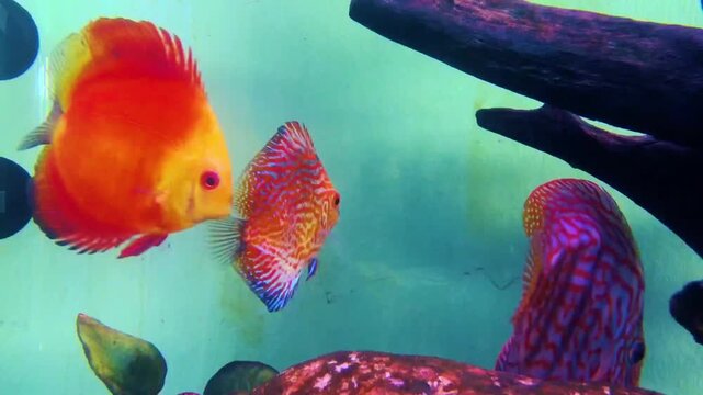 Orange fish in aquarium.