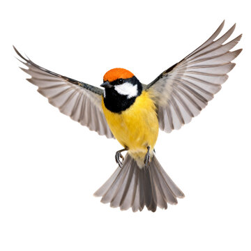 [Transparent Background PNG]Eurasian Golden-crowned Kinglet in Flight