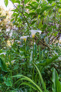 Blossoming Zantedeschia aethiopica plant in Madeira