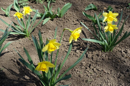 Vibrant yellow flowers of common daffodils in March