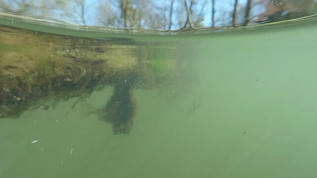 Underwater slow motion footage of river showing particles plants and decomposing material with split surface composition