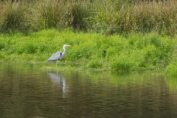 Fototapeta premium Grey heron in the reeds by the shore, surrounded by green leaves, grey heron reflected in the lake surrounded by green reeds, grey plumage, green plants, Ardea cinerea