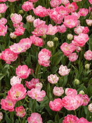 Fototapeta premium pink tulips in garden