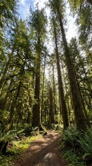 Obraz premium Forest path winding through tall trees and ferns