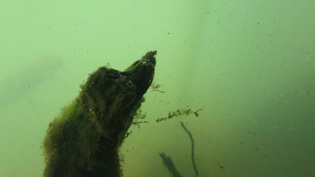 Underwater macro footage of river current with organic debris and plants moving slowly with surface and subsurface view