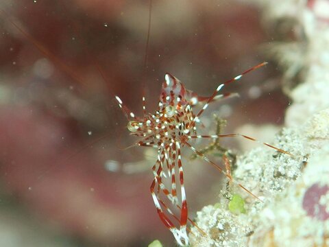 ベンテンコモンエビ　Urocaridella sp. 2　Clear cleaner shrimp　Rock cleaner-shrimp