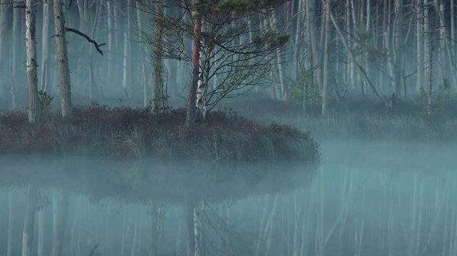 swamp before sunrise