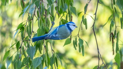 Birds of Spring - Small Blue Tit in Natural Habitat between Branches © Aleksandra