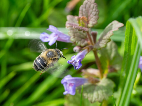 Bio Diversity - Anthophora quadrimaculata - Seldom Seen Bee