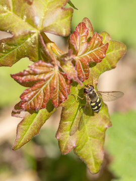 Bio Diversity - Eupeodes lapponicus - Seldom Hoverfly on Leafs