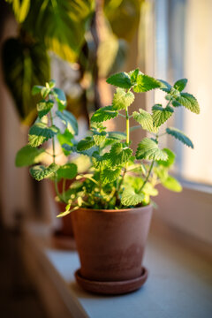 Cultivation Melissa plant in clay pot, soft focus. Growing aromatic fresh lemon balm herbs on windowsill at home. Homegrown edible plant for tea