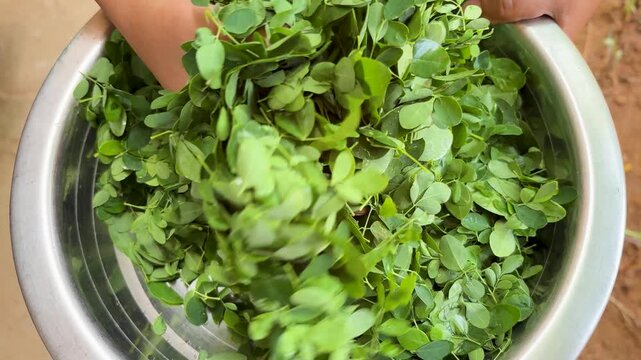 fresh moringa leaves in metal bowl washed and ready for drying at home