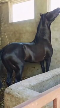 Energetic Black Horse Rearing and Looking Out of Stable Window.