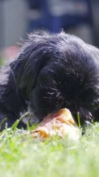 Dog on grass chew bone with meat in slow motion