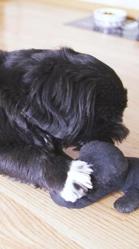 Cute black dog at home chewing dog plush in slow motion