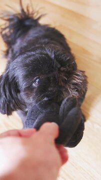 Person stealing plush toy from cute little dog in slow motion