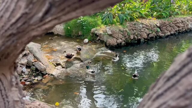 Colorful ducks float peacefully in Lahore zoo garden pond.