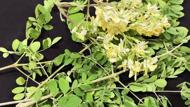 fresh moringa blossoms and leaves isolated on dark background