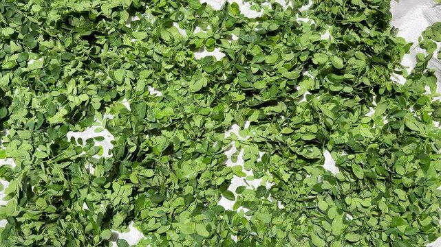 fresh moringa leaves spread on surface fro drying natural green herbal background