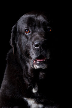 Portrait of black Labrador Retriever dog looking at camera in studio