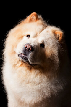 Close-up portrait of a fluffy Chow Chow dog on a black background