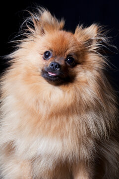 Fluffy Pomeranian dog studio portrait on a black background