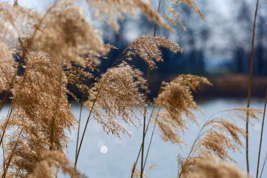 Close-up of reed by a pond in Upper Lusatia in spring