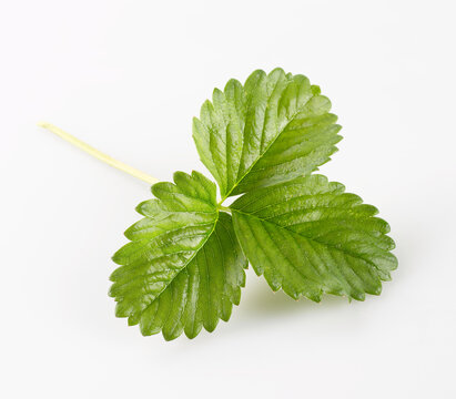 Fresh green strawberry leaf isolated on white background