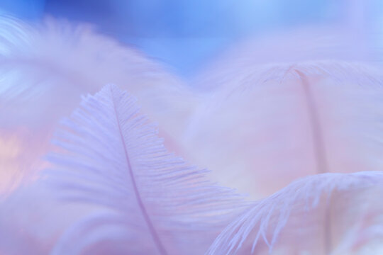Macro close-up of soft pastel blue and purple feather