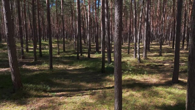 Moving shot in evergreen forest with tall trunks shadows and patches of blue sky visible between branches