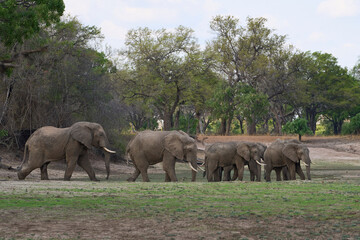 Obraz premium Group of large bull African Elephant (Loxodonta africana) foraging as they head towards the Luangwa River in South Luangwa National Park, Zambia
