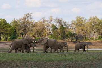 Fototapeta premium Group of large bull African Elephant (Loxodonta africana) foraging as they head towards the Luangwa River in South Luangwa National Park, Zambia