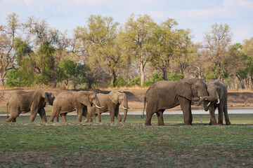 Fototapeta premium Group of large bull African Elephant (Loxodonta africana) foraging as they head towards the Luangwa River in South Luangwa National Park, Zambia