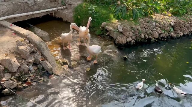 Colorful ducks float peacefully in Lahore zoo garden pond.